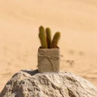 kucuk-boy-yapay-kaktus-jut-saksida