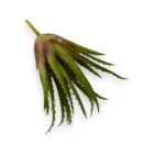 bakim-gerektirmeyen-aloevera-sukulent