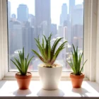 bakim-gerektirmeyen-aloevera-sukulent-2