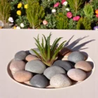 bakim-gerektirmeyen-aloevera-sukulent-3