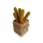 bakim-gerektirmeyen-kaktus-jut-saksida