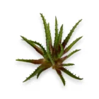 dekoratif-aloevera-sukulent-detay