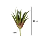 dekoratif-aloevera-sukulent-olculeri