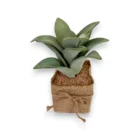 dogal-gorunumlu-jut-saksili-sukulent