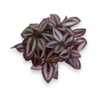 ev-dekorasyonu-telgraf-cicegi-ustten-gorunus