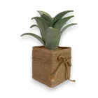 jut-saksili-sukulent-dekoratif-bitki