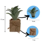 jut-saksili-sukulent-dekoratif-bitki-olculer