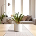 modern-dekoratif-aloevera-sukulent