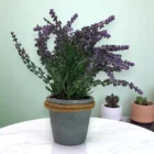 mor-yapay-lavanta-saksili-28cm-gercekci-dekoratif-cicek-2