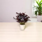 telgraf-cicegi-yapay-bitki