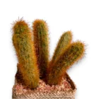 yakin-cekim-dekoratif-yapay-kaktus-jut