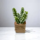 yapay-kaktus-mini-saksida-gercekci-dekoratif-bitki-4