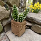 yapay-kaktus-mini-saksida-gercekci-dekoratif-bitki-5