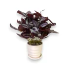 yapay-telgraf-cicegi-dekoratif