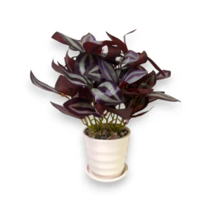 yapay-telgraf-cicegi-dekoratif