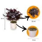 yapay-telgraf-cicegi-saksi-olculer